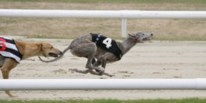 A Betfred es a SIS Ink megallapodas a Greyhound Racing