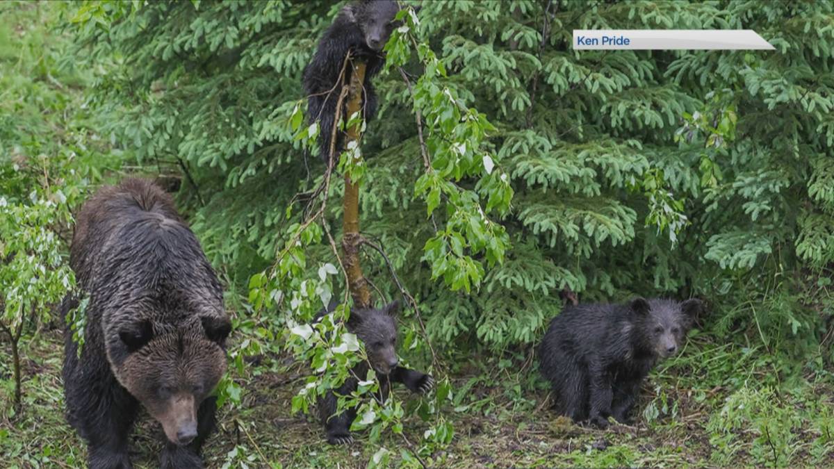 Kattints a videó lejátszásához: elindul az „Eye for the Wild 2022” amatőr fotópályázat