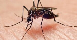 1704835979 Teli kiruccanast tervez Szakertok a dengue laz fokozodasara figyelmeztetnek a forro