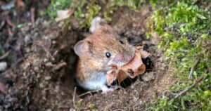 Alaszkai himlő: Mit kell tudni a ritka vírusról az első