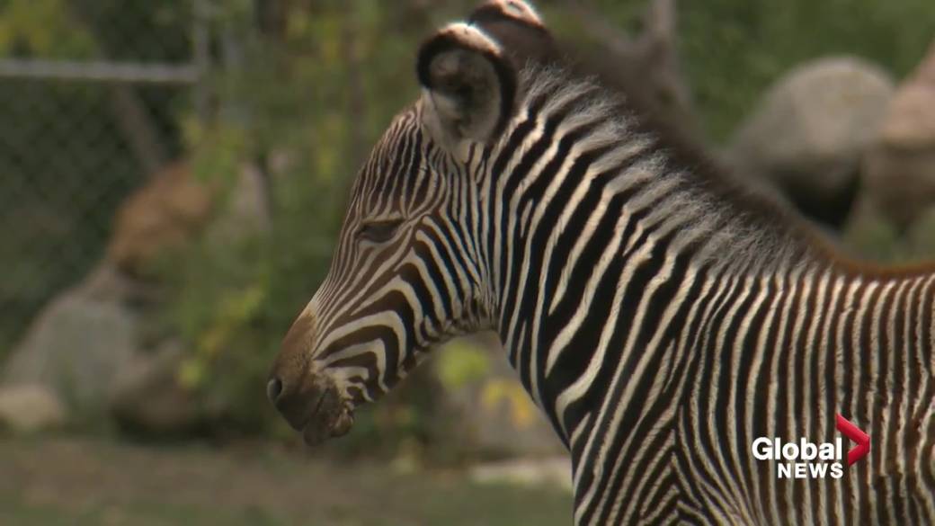 Kattints a videó lejátszásához: „Az edmontoni állatkert egy ritka típusú zebra születését jelentette be”