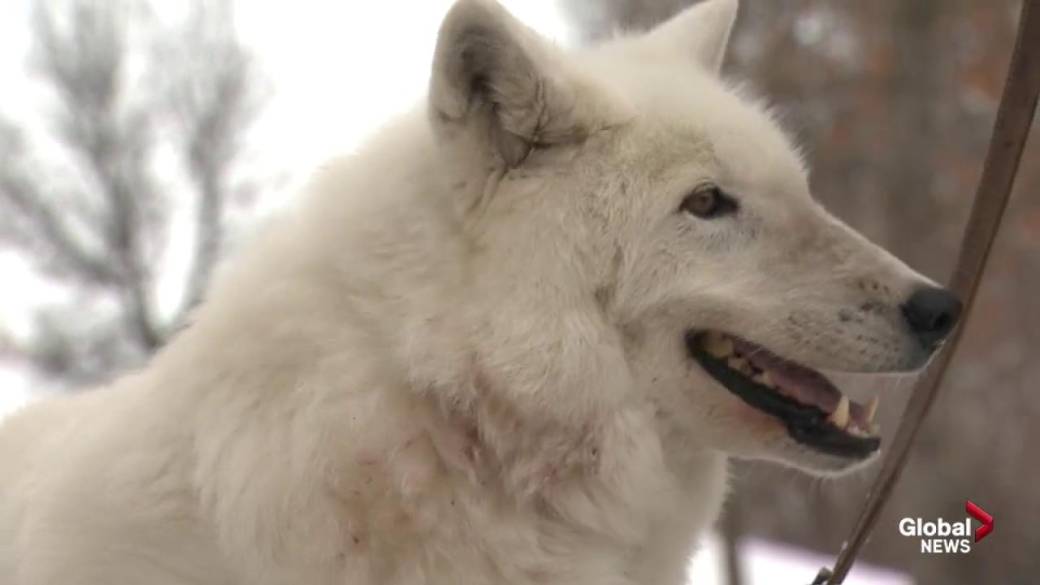 Kattintson a videó lejátszásához: „Edmonton Valley Zoo: Arctic wolves”