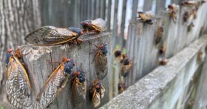 A ritka kettős fiókák között kabócák milliárdjai tűnnek fel. A