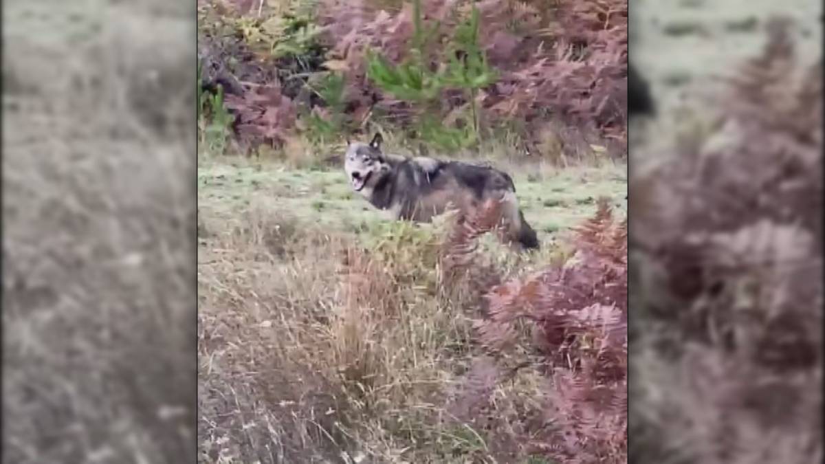 Kattintson a videó lejátszásához: „A frusztráció nő a laza agresszív farkaskutya miatt”