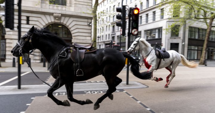 Négyen megsérültek, miután katonai lovak kiszabadultak, tomboltak Londonban (Egyesült Királyság