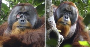 Az orangután gyógynövényekkel kezeli az arc sebeit a dokumentált első