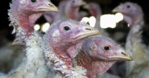 A H5N2 madárinfluenza törzs által okozott első emberhalált Mexikóban erősítették