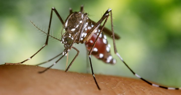 A dengue láz növekszik Európában. Kell e aggódniuk a kanadai utazóknak?