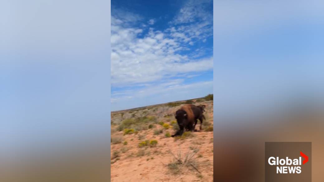 Kattints a videó lejátszásához: „Bölény „feltöltötte és megrongálta” a túrázót félelmetes videóban a Texas parkból