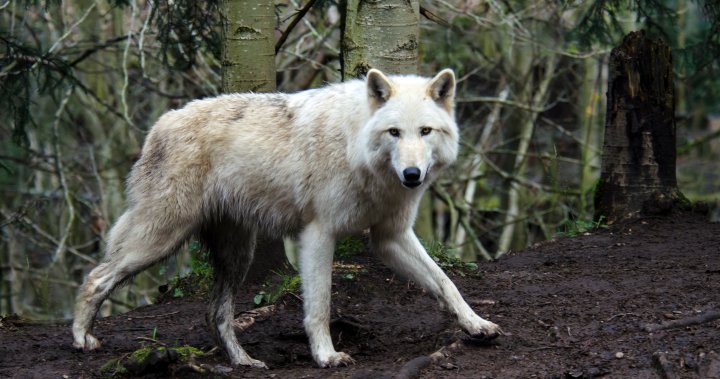 Farkasok martalékos nőt kocogás közben a francia szafari parkban