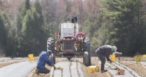 Kanada ideiglenes külföldi munkavállalói, akik számos visszaélésnek vannak kitéve: ENSZ jelentés